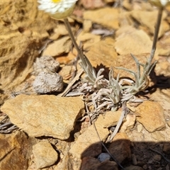 Leucochrysum albicans subsp. tricolor at Bungendore, NSW - suppressed