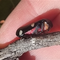 Eurymela distincta (Gumtree leafhopper) at Bungendore, NSW - 12 Oct 2024 by clarehoneydove