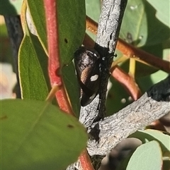 Eurymela distincta at Bungendore, NSW - 12 Oct 2024