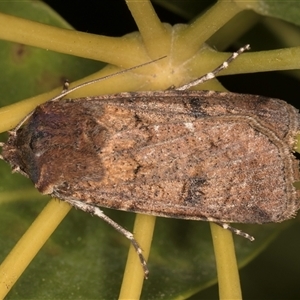 Agrotis infusa at Melba, ACT - 8 Oct 2024 09:36 PM
