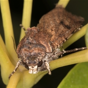 Agrotis infusa at Melba, ACT - 8 Oct 2024 09:36 PM