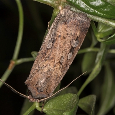 Agrotis infusa (Bogong Moth, Common Cutworm) at Melba, ACT - 8 Oct 2024 by kasiaaus