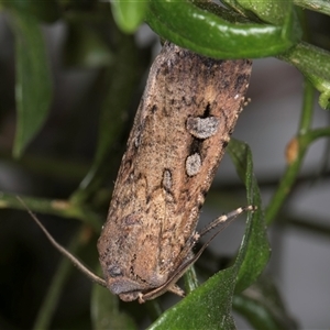 Agrotis infusa at Melba, ACT - 8 Oct 2024