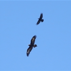 Aquila audax (Wedge-tailed Eagle) at Throsby, ACT - 24 Aug 2024 by TimL