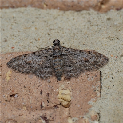 Chloroclystis insigillata (Chloroclystis insigillata) at Harrison, ACT - 11 Oct 2024 by DPRees125