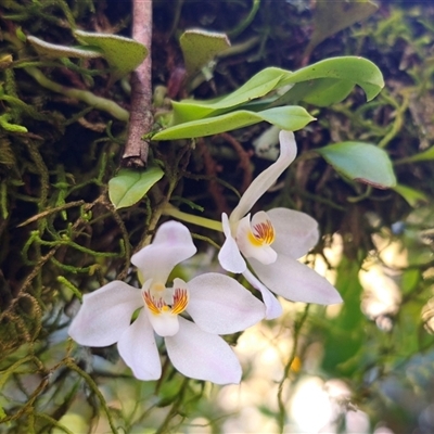 Sarcochilus falcatus (Orange Blossum Orchid) at Monga, NSW - 12 Oct 2024 by Csteele4