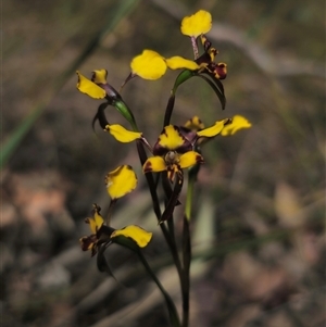 Diuris semilunulata at Captains Flat, NSW - suppressed