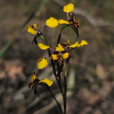 Diuris semilunulata (Late Leopard Orchid) at Captains Flat, NSW - 11 Oct 2024 by Csteele4