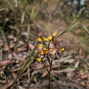 Diuris semilunulata at Captains Flat, NSW - suppressed