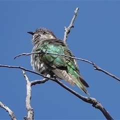 Chrysococcyx lucidus (Shining Bronze-Cuckoo) at Hall, ACT - 11 Oct 2024 by Anna123