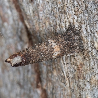 Conoeca guildingi (A case moth) at Melba, ACT - 8 Oct 2024 by kasiaaus