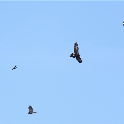 Aquila audax (Wedge-tailed Eagle) at Macnamara, ACT - 23 Aug 2024 by TimL