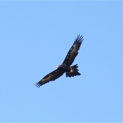 Aquila audax (Wedge-tailed Eagle) at Macnamara, ACT - 23 Aug 2024 by TimL