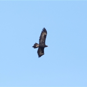 Aquila audax at Macnamara, ACT - 23 Aug 2024 02:08 PM