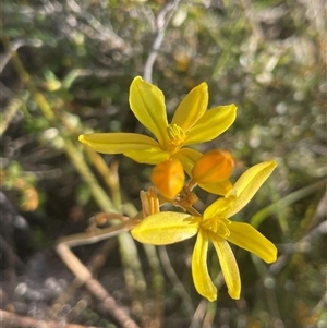 Bulbine bulbosa at Kenny, ACT - 10 Oct 2024