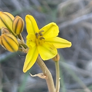 Bulbine bulbosa at Kenny, ACT - 10 Oct 2024