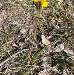 Bulbine bulbosa at Kenny, ACT - 10 Oct 2024