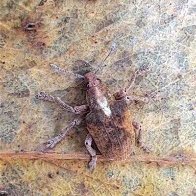 Gonipterus sp. (genus) (Eucalyptus Weevil) at Carwoola, NSW - 12 Oct 2024 by LPadg