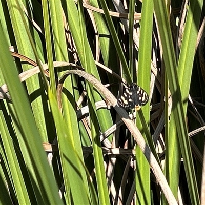 Phalaenoides tristifica (Willow-herb Day-moth) at Ballarat Central, VIC - 12 Oct 2024 by LisaH