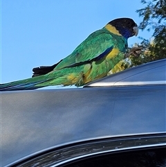 Barnardius zonarius (Australian Ringneck) at Ross, NT - 10 Oct 2024 by atticus