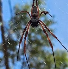 Trichonephila edulis (Golden orb weaver) at Hugh, NT - 12 Oct 2024 by atticus