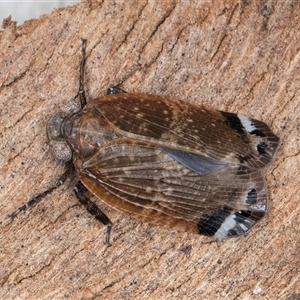 Platybrachys sp. (genus) at Melba, ACT - 9 Oct 2024 10:23 AM