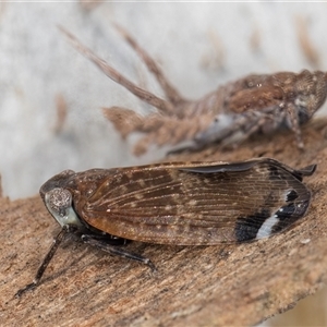 Platybrachys sp. (genus) at Melba, ACT - 9 Oct 2024 10:23 AM