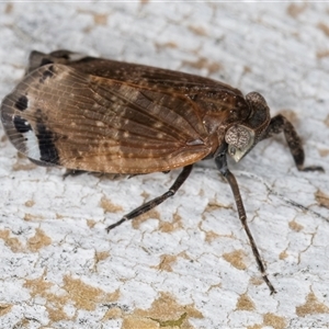 Platybrachys sp. (genus) at Melba, ACT - 9 Oct 2024 10:23 AM