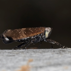 Platybrachys sp. (genus) at Melba, ACT - 9 Oct 2024 10:23 AM