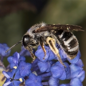 Lasioglossum (Chilalictus) sp. (genus & subgenus) at Melba, ACT - 9 Oct 2024 10:31 AM