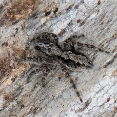 Clynotis severus (Stern Jumping Spider) at Melba, ACT - 8 Oct 2024 by kasiaaus