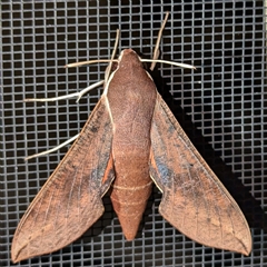 Hippotion scrofa (Coprosma Hawk Moth) at Kambah, ACT - 11 Oct 2024 by HelenCross