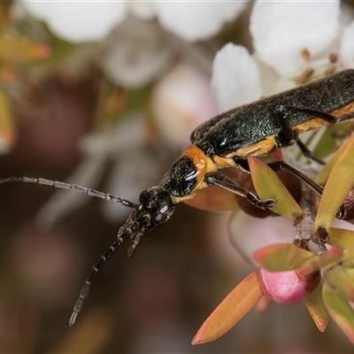 Chauliognathus lugubris (Plague Soldier Beetle) at Melba, ACT - 9 Oct 2024 by kasiaaus