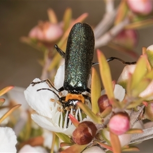 Chauliognathus lugubris at Melba, ACT - 9 Oct 2024