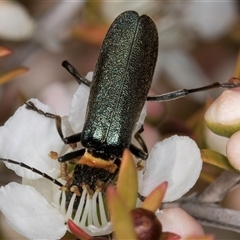 Chauliognathus lugubris at Melba, ACT - 9 Oct 2024