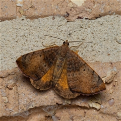 Chrysolarentia mecynata (Mecynata Carpet Moth) at Harrison, ACT - 10 Oct 2024 by DPRees125