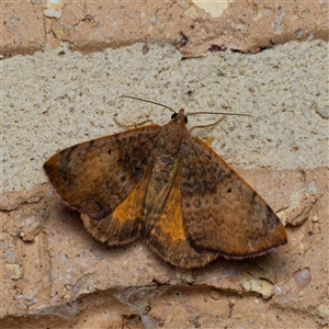 Chrysolarentia mecynata at Harrison, ACT - 10 Oct 2024