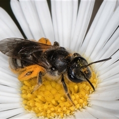 Lasioglossum (Chilalictus) lanarium at Melba, ACT - 9 Oct 2024