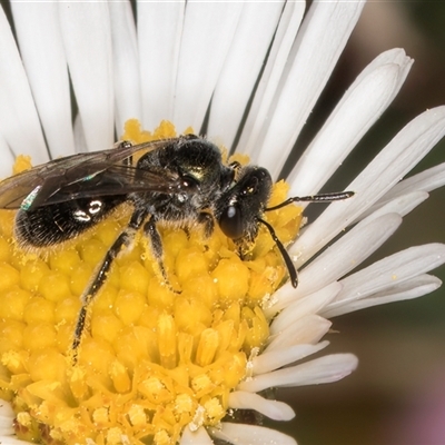 Lasioglossum (Homalictus) sphecodoides (Furrow Bee) at Melba, ACT - 9 Oct 2024 by kasiaaus