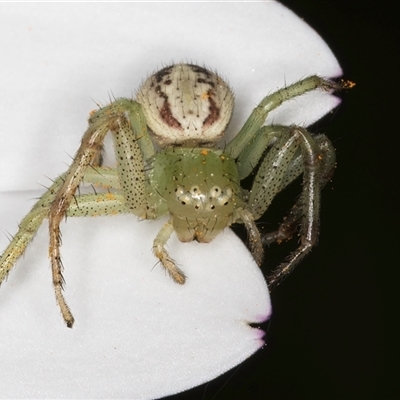 Lehtinelagia sp. (genus) (Flower Spider or Crab Spider) at Melba, ACT - 9 Oct 2024 by kasiaaus