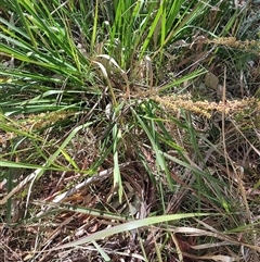 Lomandra longifolia (Spiny-headed Mat-rush, Honey Reed) at Moruya, NSW - 11 Oct 2024 by LyndalT