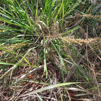 Lomandra longifolia (Spiny-headed Mat-rush, Honey Reed) at Moruya, NSW - 12 Oct 2024 by LyndalT