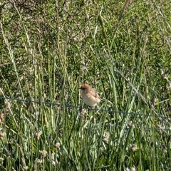 Cisticola exilis (Golden-headed Cisticola) at Lawson, ACT - 12 Oct 2024 by mroseby