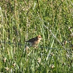 Cisticola exilis at Lawson, ACT - 12 Oct 2024