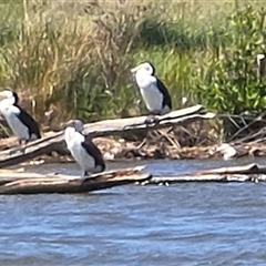 Phalacrocorax varius (Pied Cormorant) at Fyshwick, ACT - 12 Oct 2024 by mroseby