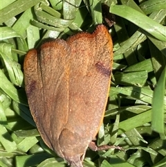 Tortricopsis uncinella (A concealer moth) at Fyshwick, ACT - 12 Oct 2024 by SteveBorkowskis