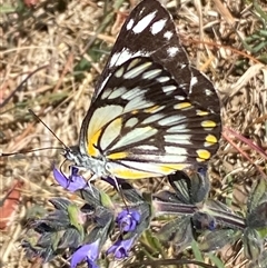 Belenois java (Caper White) at Fyshwick, ACT - 12 Oct 2024 by SteveBorkowskis