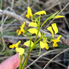 Diuris nigromontana (Black Mountain Leopard Orchid) at Aranda, ACT - 12 Oct 2024 by lbradley