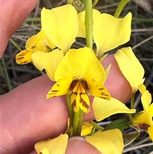 Diuris nigromontana at Aranda, ACT - suppressed