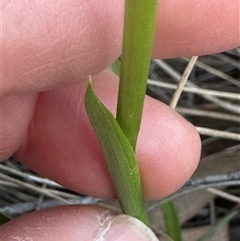 Diuris nigromontana at Aranda, ACT - suppressed